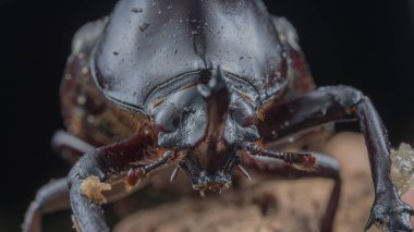 Kahverengi Gergedan böceğinin makro görüntüsü