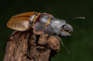 Geyik Böceği Odontolabis cypri 'nin makro görüntüsü Borneo' ya özgüdür