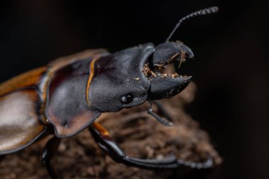Geyik Böceği Odontolabis cypri 'nin makro görüntüsü Borneo' ya özgüdür