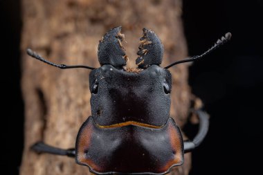 Geyik Böceği Odontolabis cypri 'nin makro görüntüsü Borneo' ya özgüdür
