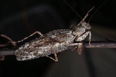 Amazing and unique wildlife katydid found on deep jungle forest in Sabah, Borneo