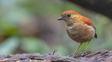 Göz kamaştırıcı mavi başlı pitta (Pitta baudii) yemyeşil yaprakların arasında zarif bir şekilde durmaktadır. Bu nadir ve canlı kuş, Borneo yağmur ormanlarına özgüdür.