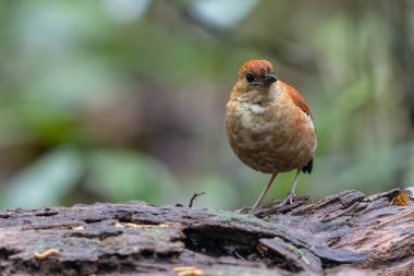 Göz kamaştırıcı mavi başlı pitta (Pitta baudii) yemyeşil yaprakların arasında zarif bir şekilde durmaktadır. Bu nadir ve canlı kuş, Borneo yağmur ormanlarına özgüdür.