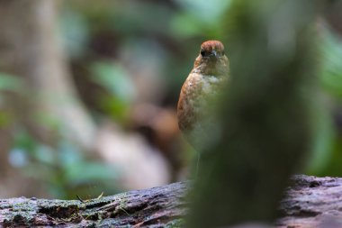 Göz kamaştırıcı mavi başlı pitta (Pitta baudii) yemyeşil yaprakların arasında zarif bir şekilde durmaktadır. Bu nadir ve canlı kuş, Borneo yağmur ormanlarına özgüdür.