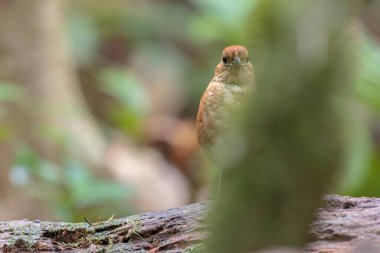 Göz kamaştırıcı mavi başlı pitta (Pitta baudii) yemyeşil yaprakların arasında zarif bir şekilde durmaktadır. Bu nadir ve canlı kuş, Borneo yağmur ormanlarına özgüdür.