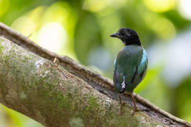 Yağmur ormanları üzerinde Borneo Kapüşonlu Pitta 'nın (Pitta sordida mulleri) doğa görüntüsü