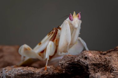 Güzel Pembe Orkide peygamber devesi çiçek ve izole arkaplan