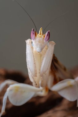 Beautiful Pink Orchid mantis on flower with isolated background clipart