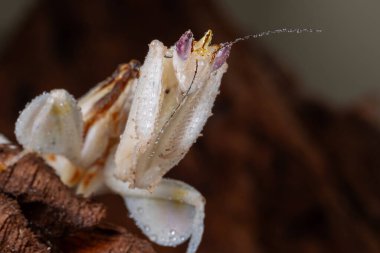 Güzel Pembe Orkide peygamber devesi çiçek ve izole arkaplan