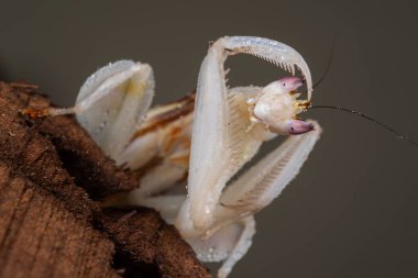 Güzel Pembe Orkide peygamber devesi çiçek ve izole arkaplan