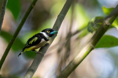 Ağaç dalına tüneyen sarı ve siyah gagalı şirin kuş.