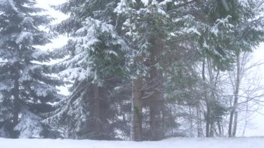 Noel zamanı kar, Alp ormanlarına düşen kar, kış mevsimi beyaz manzara