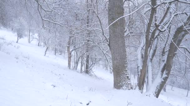 Neve Nel Periodo Natalizio Neve Che Cade Nella Foresta Alpina — Video Stock