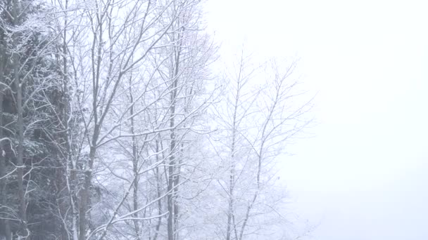 Nieva Época Navidad Nieve Cayendo Bosque Alpino Estación Invierno Paisaje — Vídeo de stock