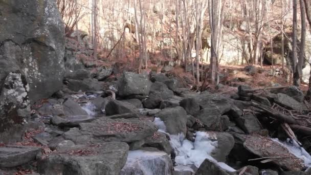 Stream Flowing Alpine Woodland Birch Tree Forest Boulders Rocks Relaxation — Stock Video