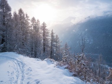 Snow in the italian Alps. Beautiful view of idyllic village in snowy forest and snowcapped mountain peaks. Piedmont, Italy. 