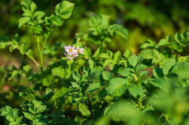 Yeşil yaprakların üzerinde açan küçük mor çiçekli patates bitkisi. Güneşli bahçe sahnesi erken gelişen doğal gıda üretimi sadeliği.