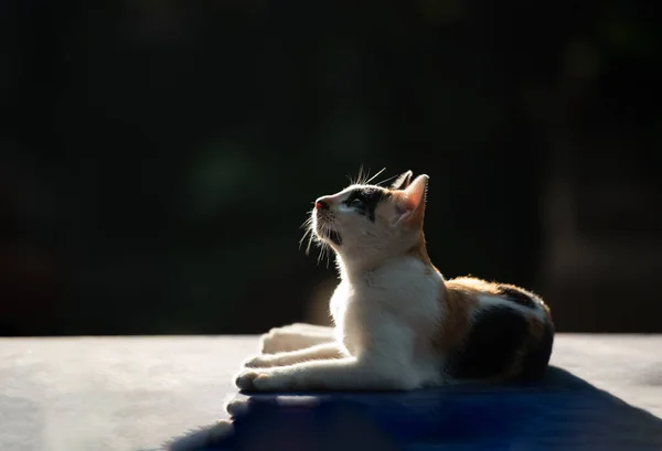 Venkovská Asijská Rodinná Kočka Sedí Dívá Oblohu Zvědavě Proti Slunci — Stock fotografie