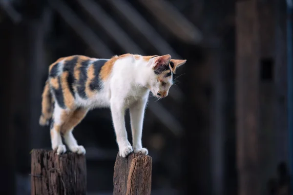 Asiatische Familienkatze Steht Auf Den Baumstämmen Und Schaut Auf Den — Stockfoto