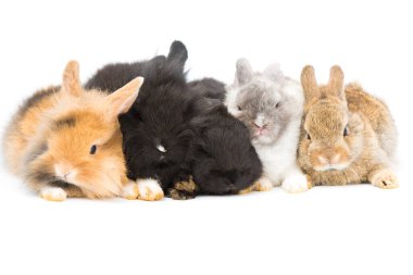 Beyaz arka planda bir grup Tavşan. Ev dekoratif tavşanı. Küçük tavşancık, Tavşan Zodiac Yılı, Paskalya Tavşanı.