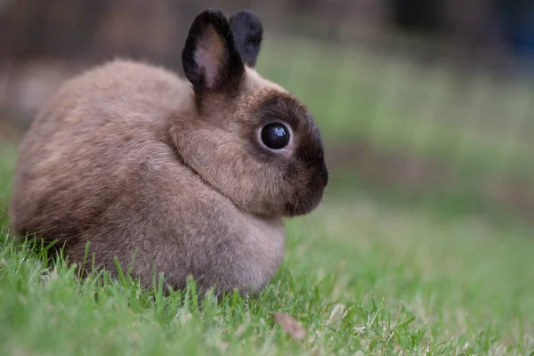 Kanin Grönt Gräs Dekorativ Kanin Utomhus Lilla Kaninen Kaninåret Zodiac — Stockfoto