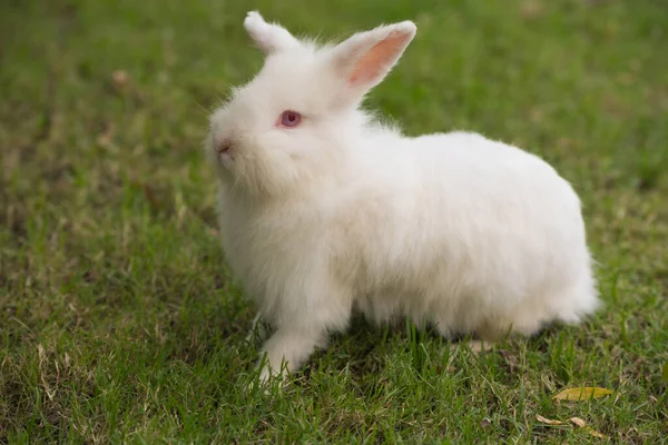 Кролик Зеленій Траві Відкритому Повітрі Стоїть Декоративний Кролик Маленький Кролик — стокове фото
