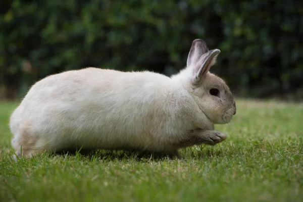 Kaninchen Springen Auf Grünem Gras Zuhause Dekoratives Kaninchen Freien Kleiner — Stockfoto