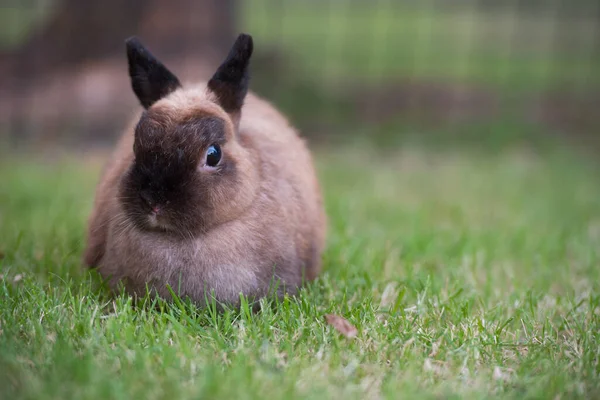 Hase Auf Grünem Gras Zuhause Dekoratives Kaninchen Freien Kleiner Hase — Stockfoto
