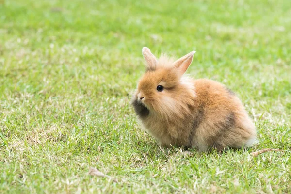 緑の草の上のウサギ 屋外のホーム装飾ウサギ ウサギ ウサギの黄道帯の年 イースターウサギ — ストック写真