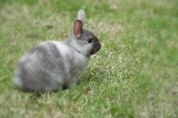 Кролик Зеленій Траві Відкритому Повітрі Стоїть Декоративний Кролик Маленький Кролик — стокове фото