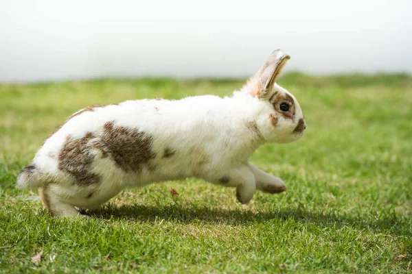 Kaninchen Rennen Und Springen Auf Grünem Gras Zuhause Dekoratives Kaninchen — Stockfoto