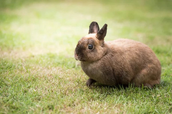 Kanin Sitter Grönt Gräs Dekorativ Kanin Utomhus Lilla Kaninen Kaninåret — Stockfoto