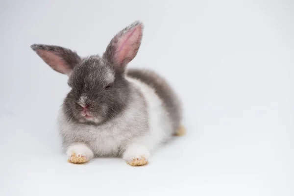 Kaninchen Auf Weißem Hintergrund Zuhause Dekoratives Kaninchen Freien Kleiner Hase — Stockfoto