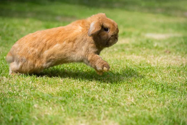 Conejo Corriendo Saltando Sobre Hierba Verde Inicio Conejo Decorativo Aire —  Fotos de Stock