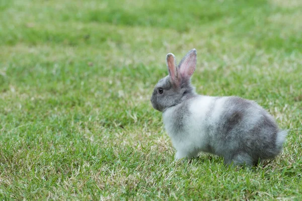 Rabbit Green Grass Home Decorative Rabbit Outdoors Little Bunny Year — Stock Photo, Image