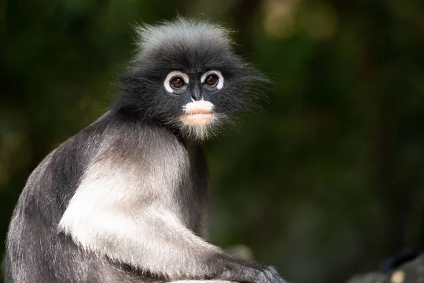 Ağacın tepesinde oturmuş Tayland ormanındaki kameraya bakan sevimli langur.