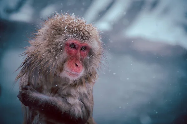 Macaco Solitário Tempo Neve Viajar Para Japão — Fotografia de Stock