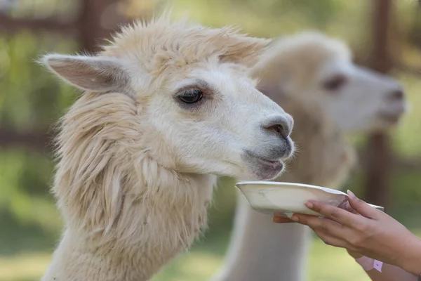 Mujer Mano Sosteniendo Golpe Comida Alimentación Alpaca Marrón Parque Viajar — Foto de Stock