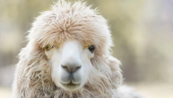 Cute Alpaca Face Farm Focus Eyes Close Copy Space — Stock Photo, Image