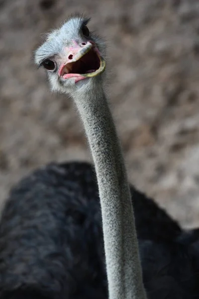 Schattig Struisvogelhoofd Vrolijk Lachend Emoticon Gezicht Grappig Schattig Natuurlijk Blik — Stockfoto