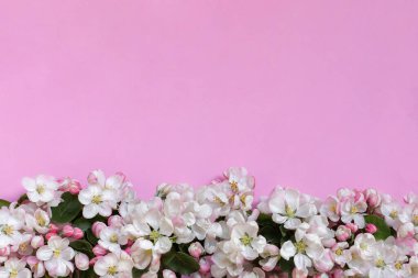 Elma pembe arka planda çiçek açar. Üst Manzara. - Yakın çekim. Selamlama, davet, ilham verici metin, güzel alıntılar veya olumlu sözler için boş bir yer. 