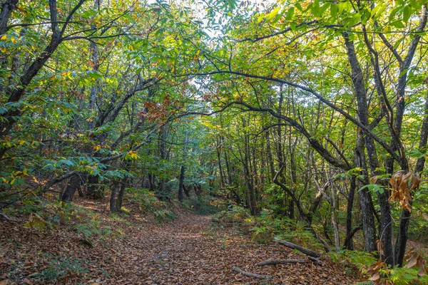 stock image Road covered of chestnut leaves in a forest in autumn, province of La Spezia, Italy