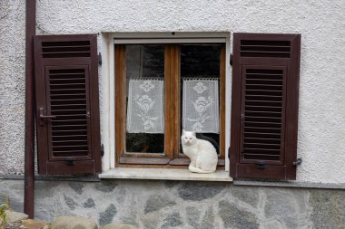 Beautiful white cat sits at the window outdoor