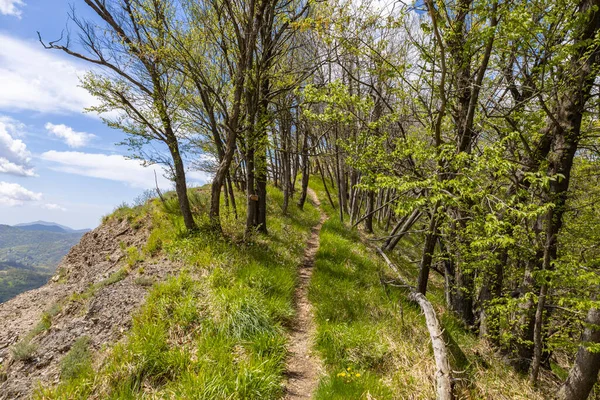 stock image View of the path leading to Pianetto mount in the inland of Genoa, Italy