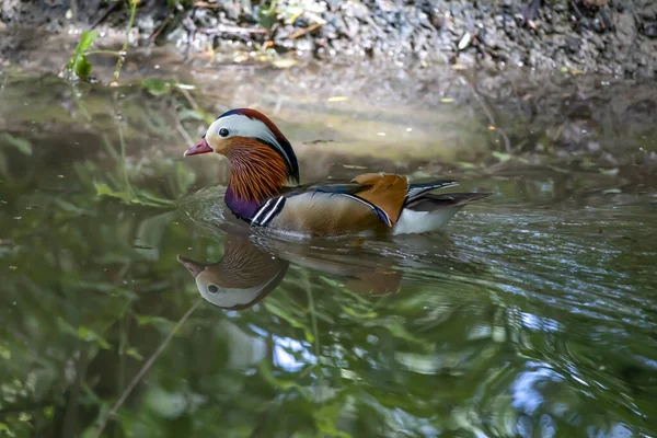 Suda güzel bir ördek adam var.