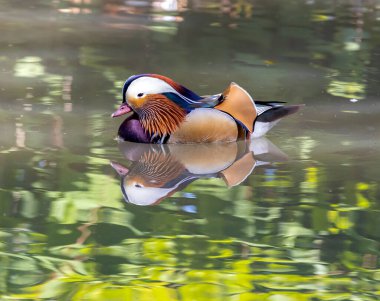 Suda güzel bir ördek adam var.