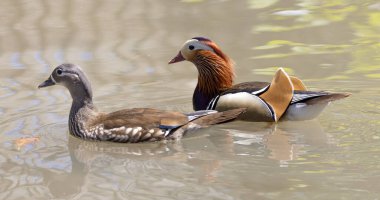 Güzel bir çift mandalina ördeği, erkek ve dişi suda.