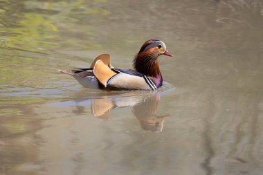 Suda yüzen güzel bir erkek ördek.