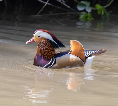 Suda yüzen güzel bir erkek ördek.