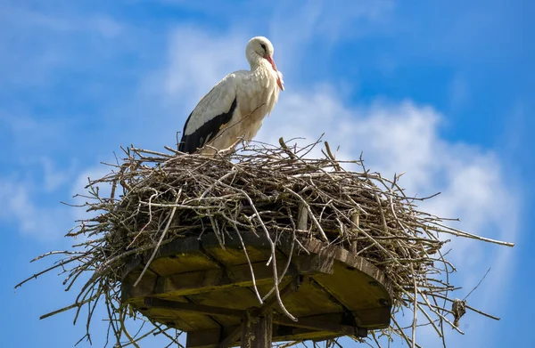 Mycket Närbild Vackra Stork Exemplar Sitt — Stockfoto